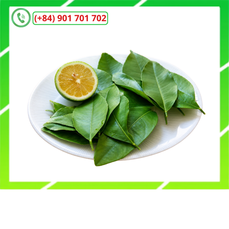 Lá Chanh Tươi SanDry